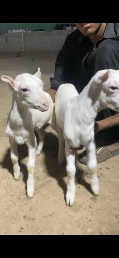Teddy male kids for sale