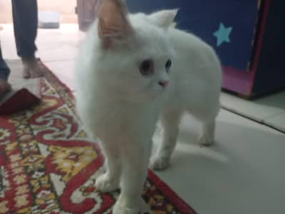 white persian cat for sale