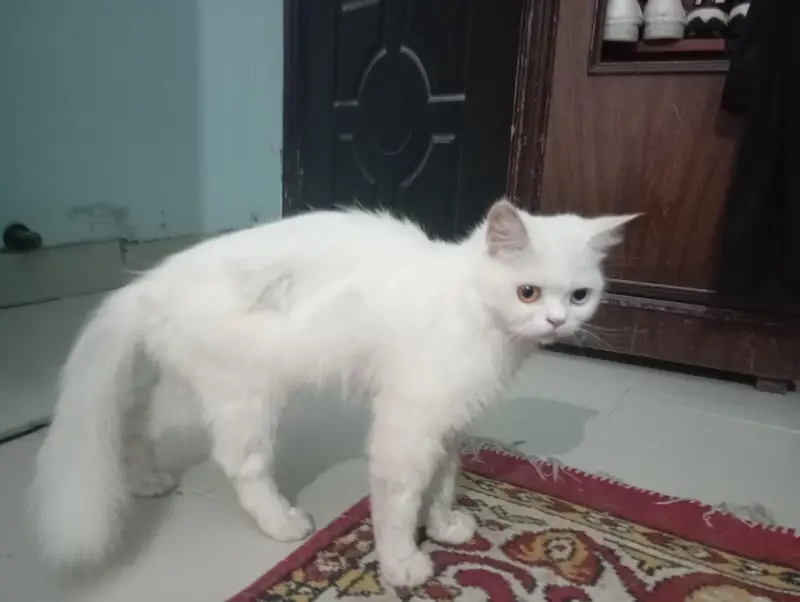 white persian cat for sale — photo 2