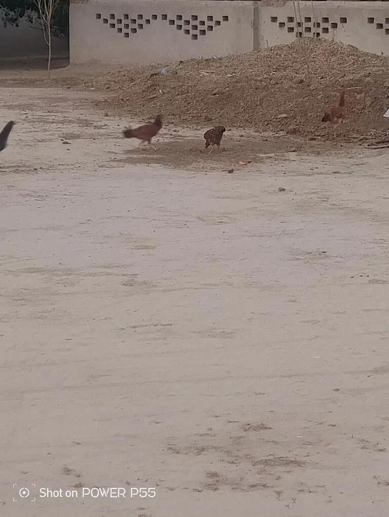 All Aseel Hens are Available — photo 2