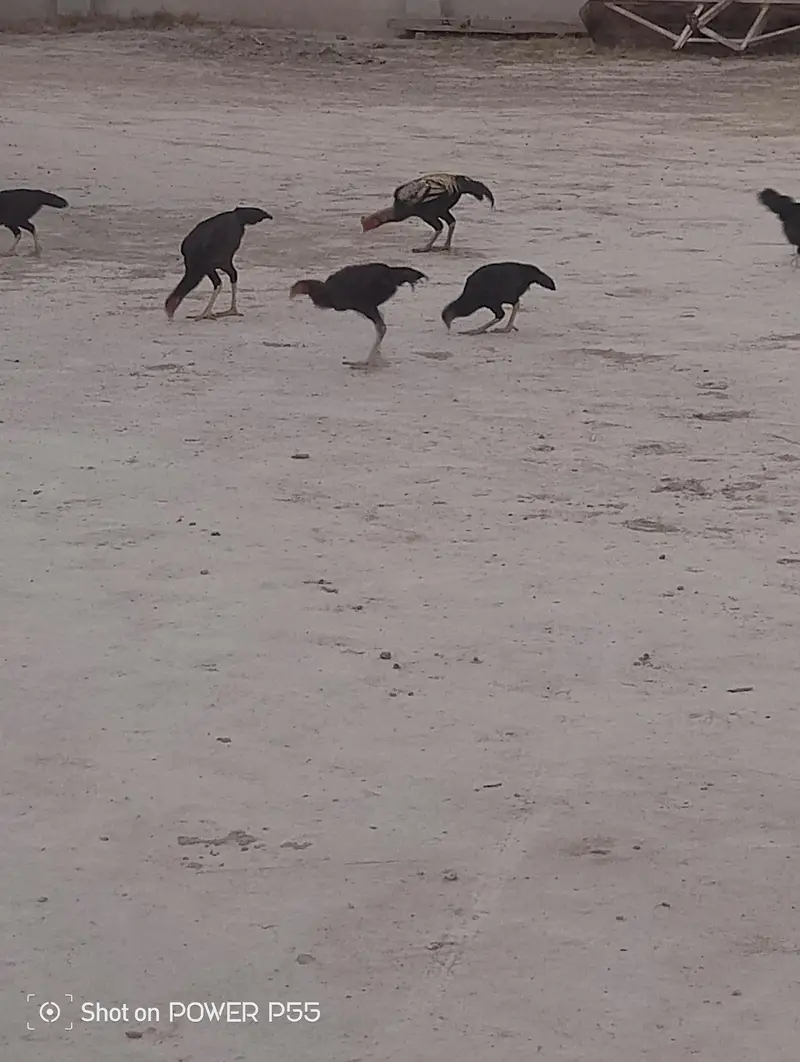 All Aseel Hens are Available — photo 3