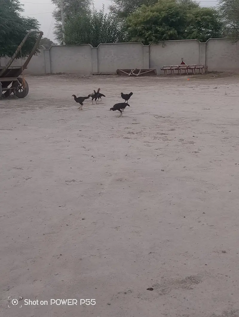 All Aseel Hens are Available — photo 4