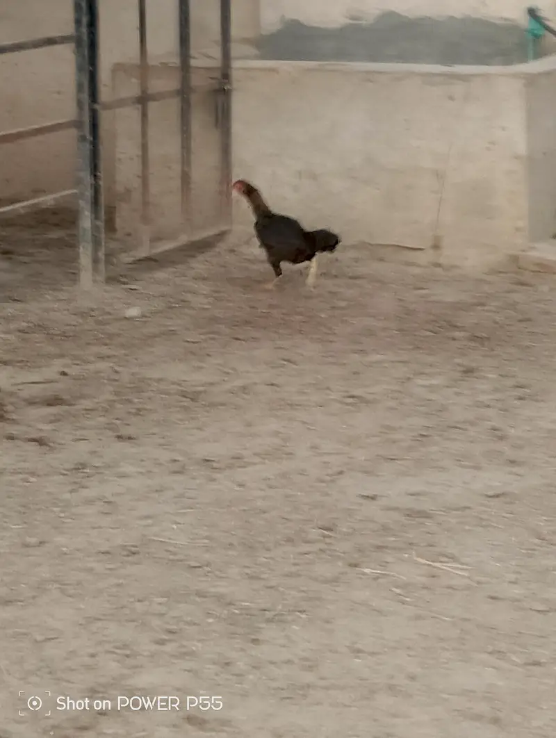 All Aseel Hens are Available — photo 5