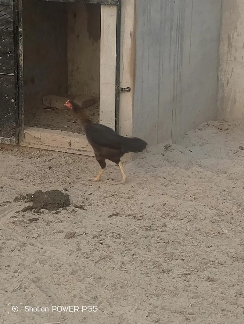 All Aseel Hens are Available — photo 6