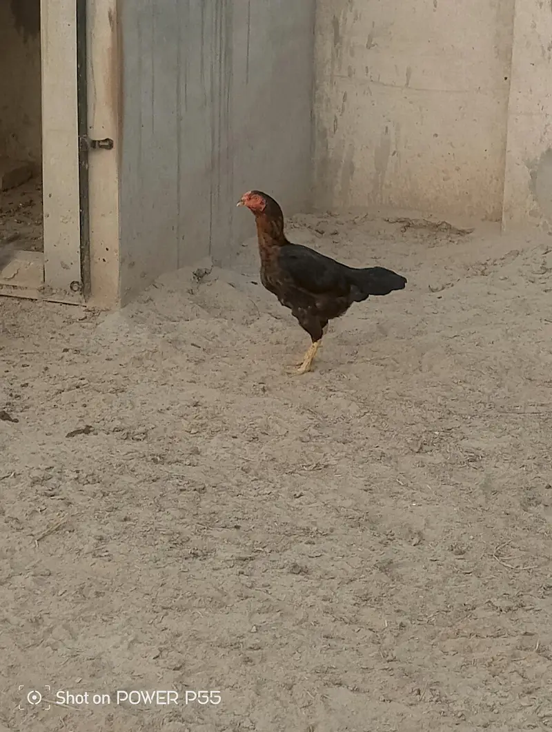All Aseel Hens are Available — photo 7