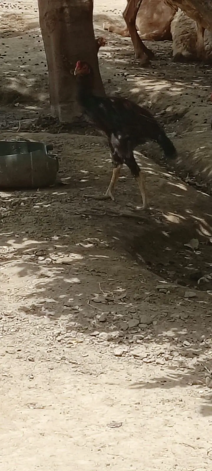 All Aseel Hens are Available — photo 9