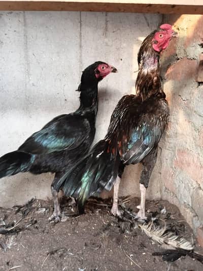 Heera aseels for sale