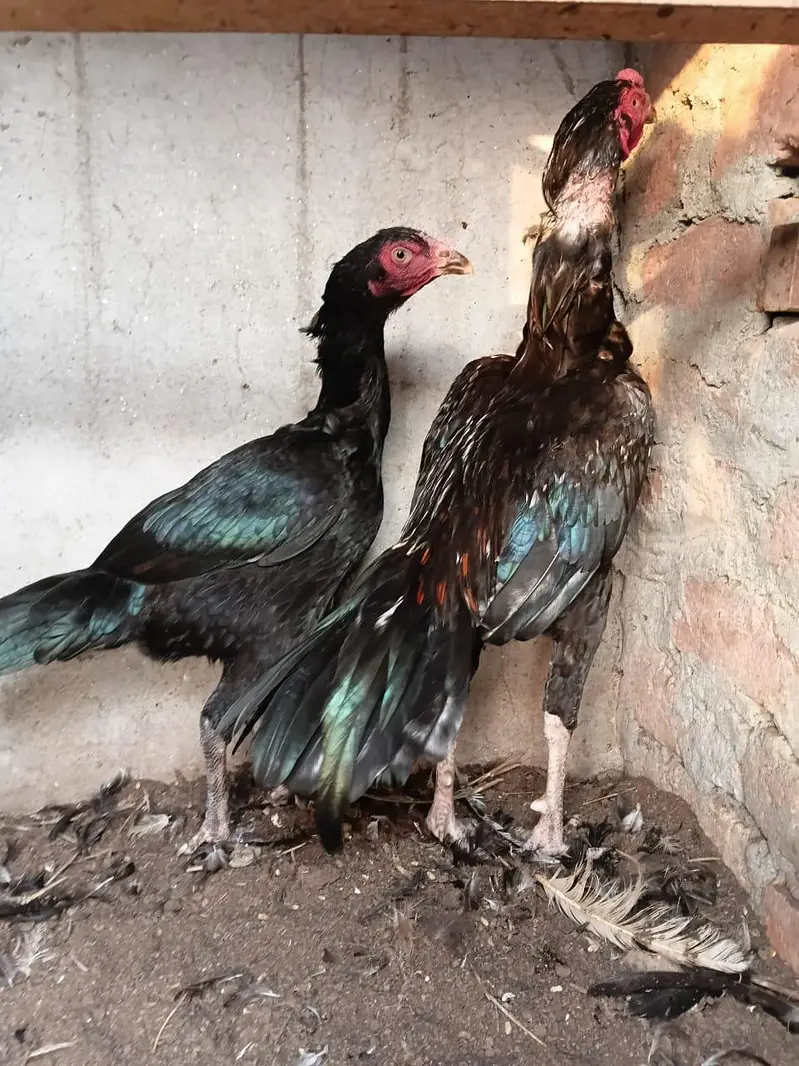 Heera aseels for sale — photo 2