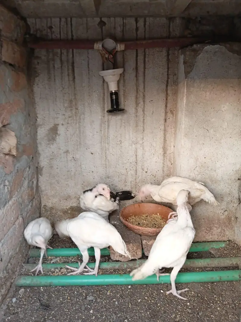 Heera aseels for sale — photo 3