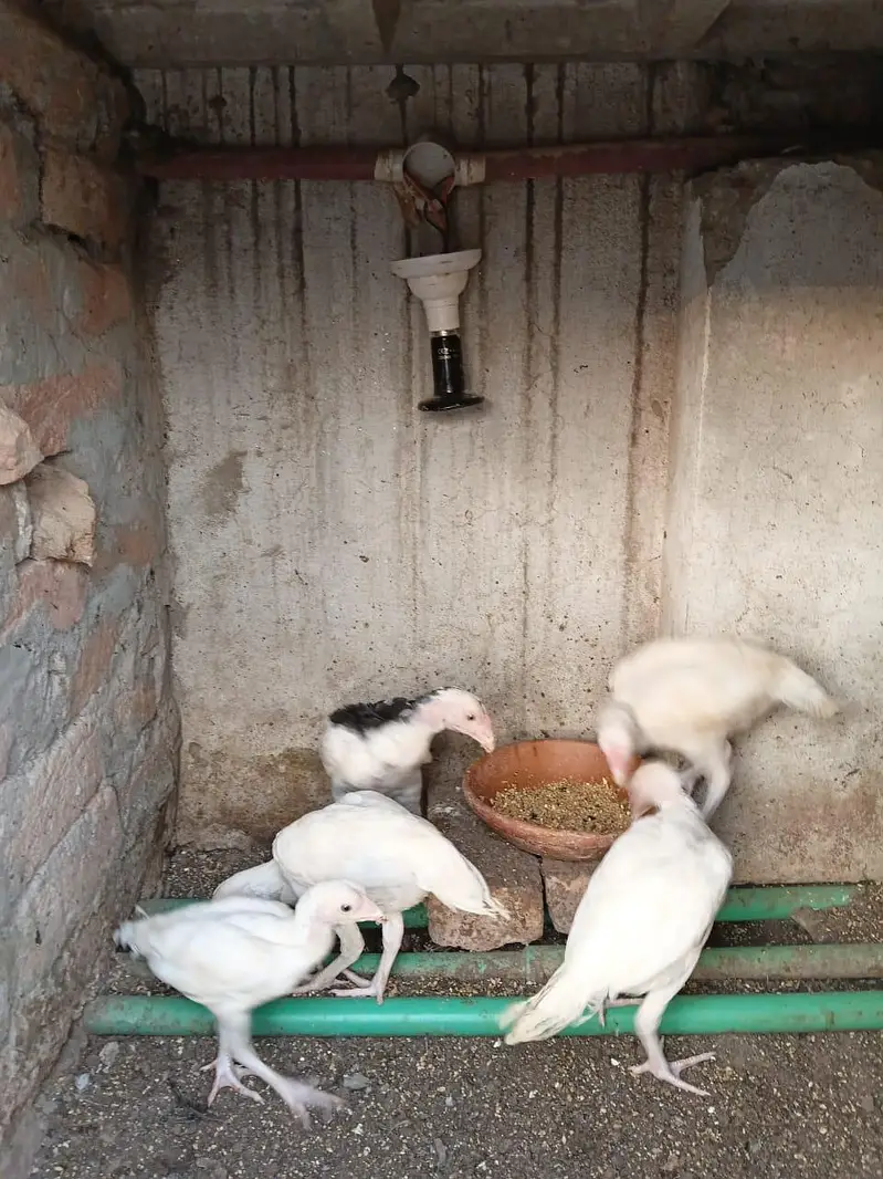 Heera aseels for sale — photo 6