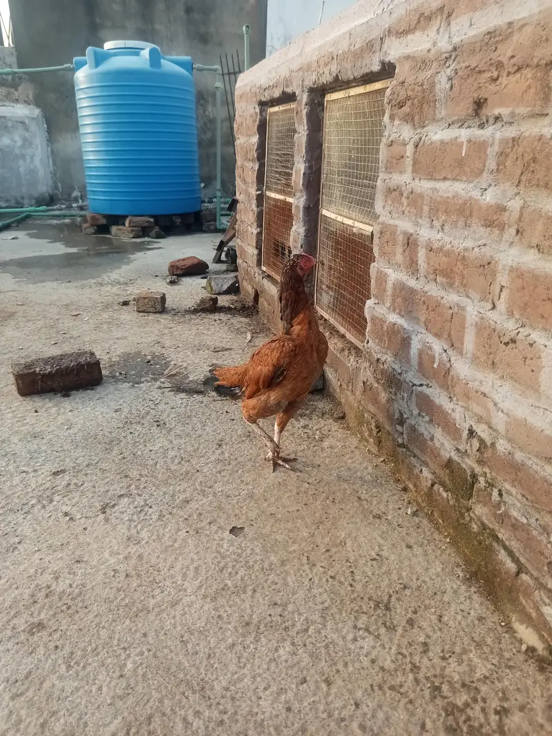 Heera aseels for sale — photo 8