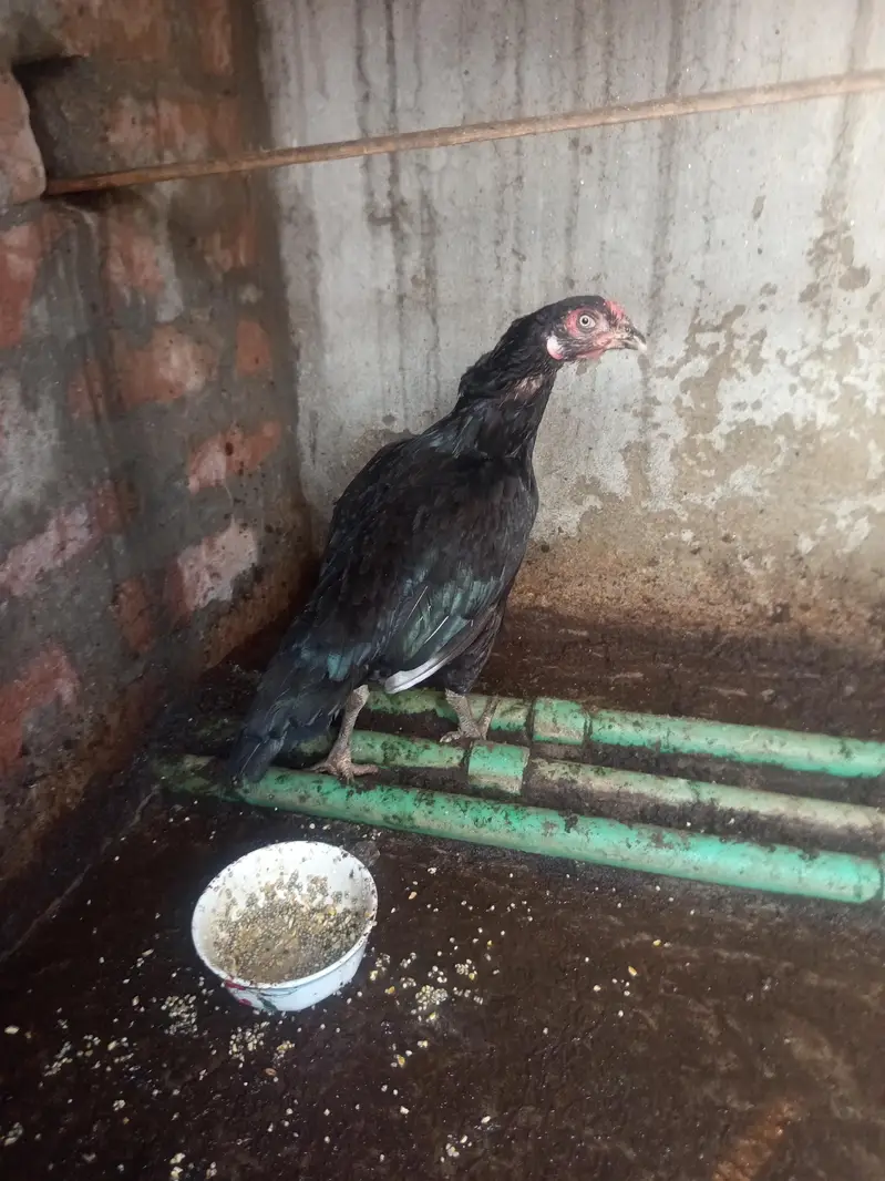 Heera aseels for sale — photo 9