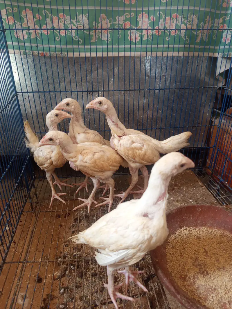 Heera aseels for sale — photo 10