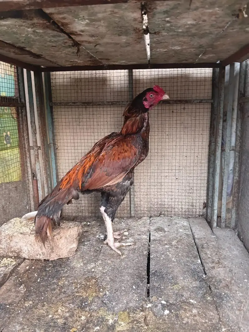 Heera aseels for sale — photo 11