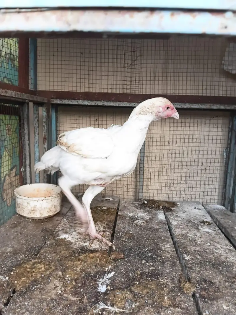 Heera aseels for sale — photo 12