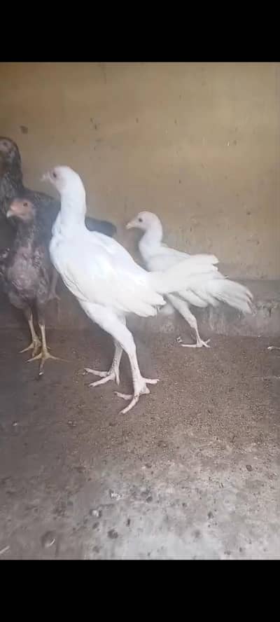heera breeder male for sale 03-19-4914470
