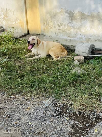 Urgent Sale Fully Active & Healthy Puppy