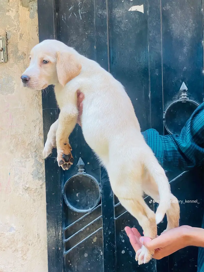 Urgent Sale Fully Active & Healthy Puppy — photo 2