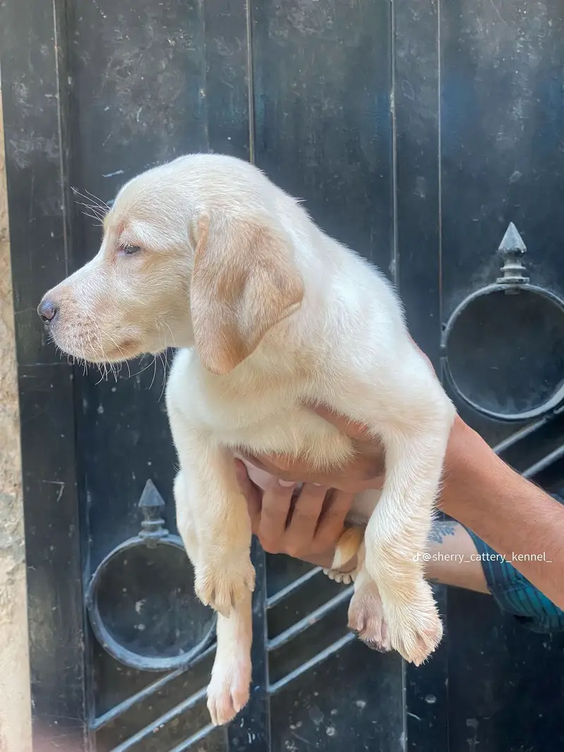 Urgent Sale Fully Active & Healthy Puppy — photo 3