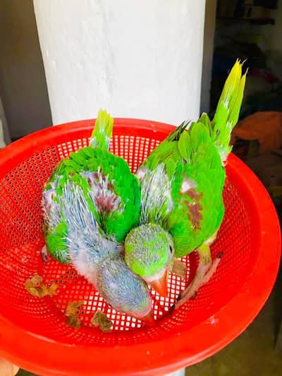 raw parrot chicks