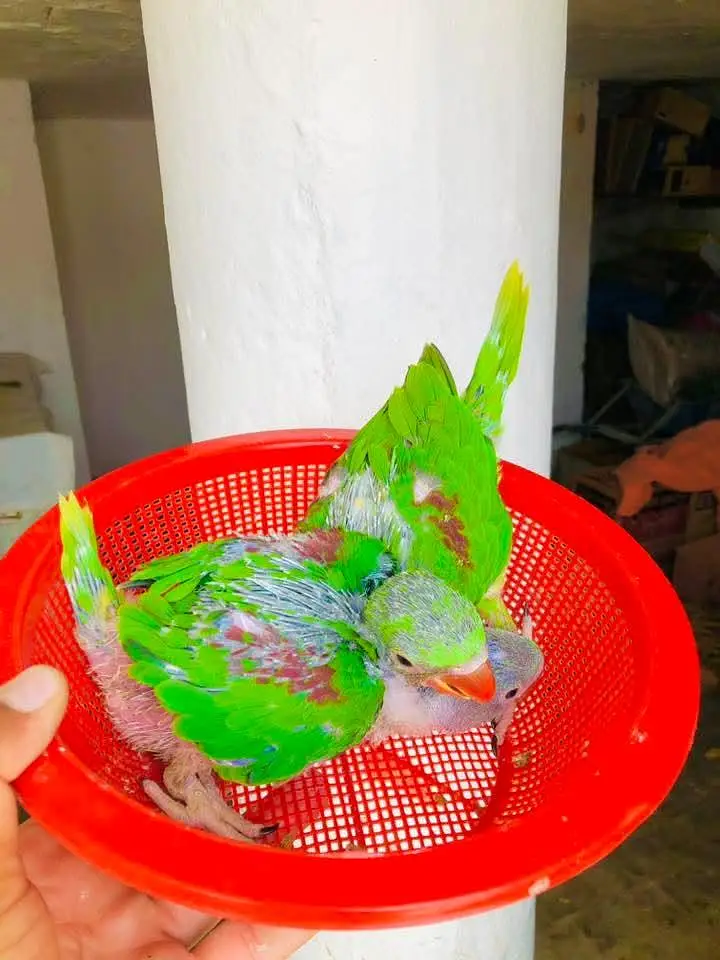 raw parrot chicks — photo 2
