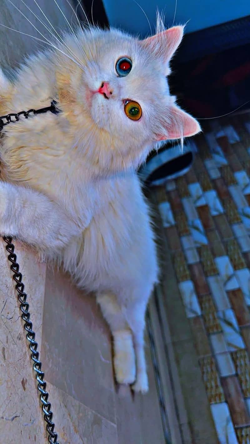 persian cat 0