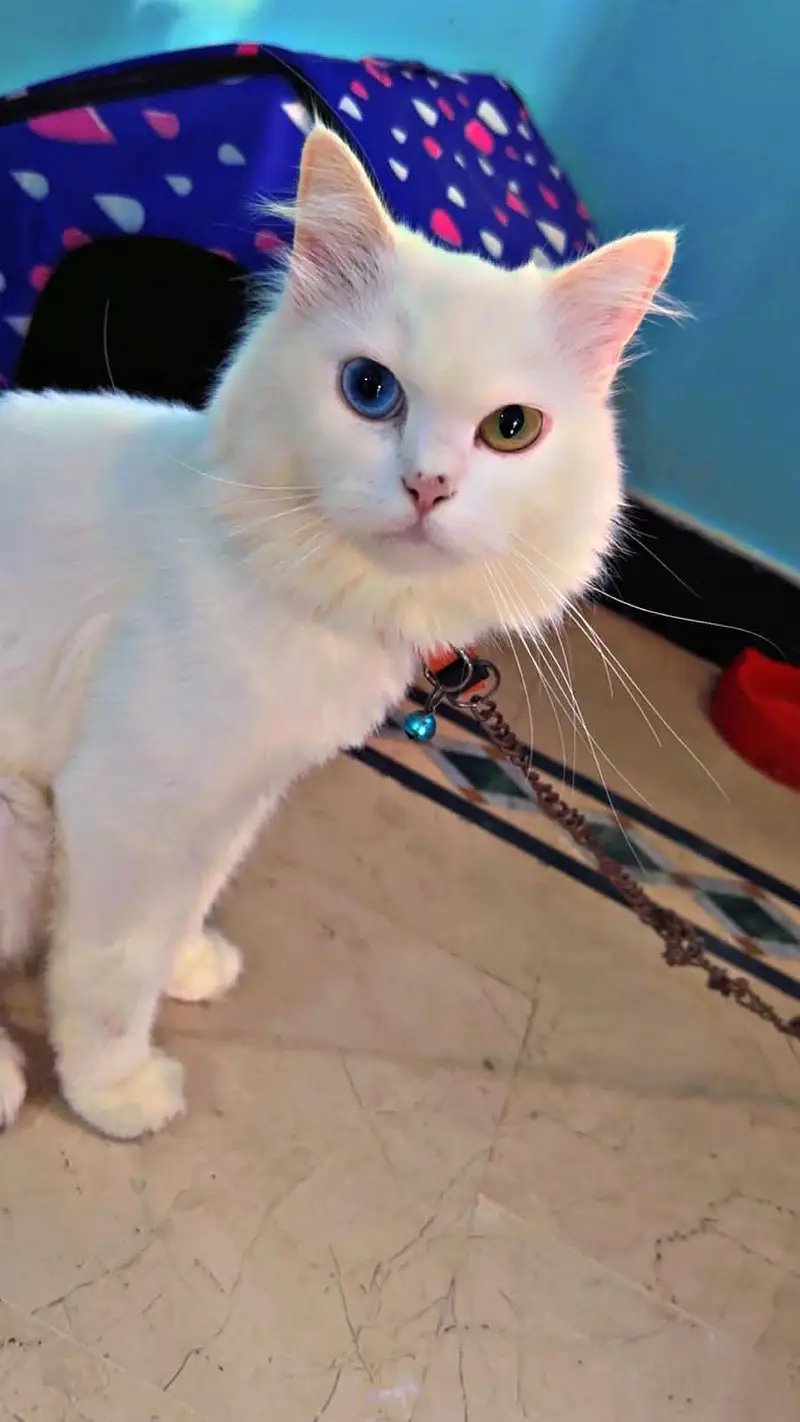 persian cat — photo 2