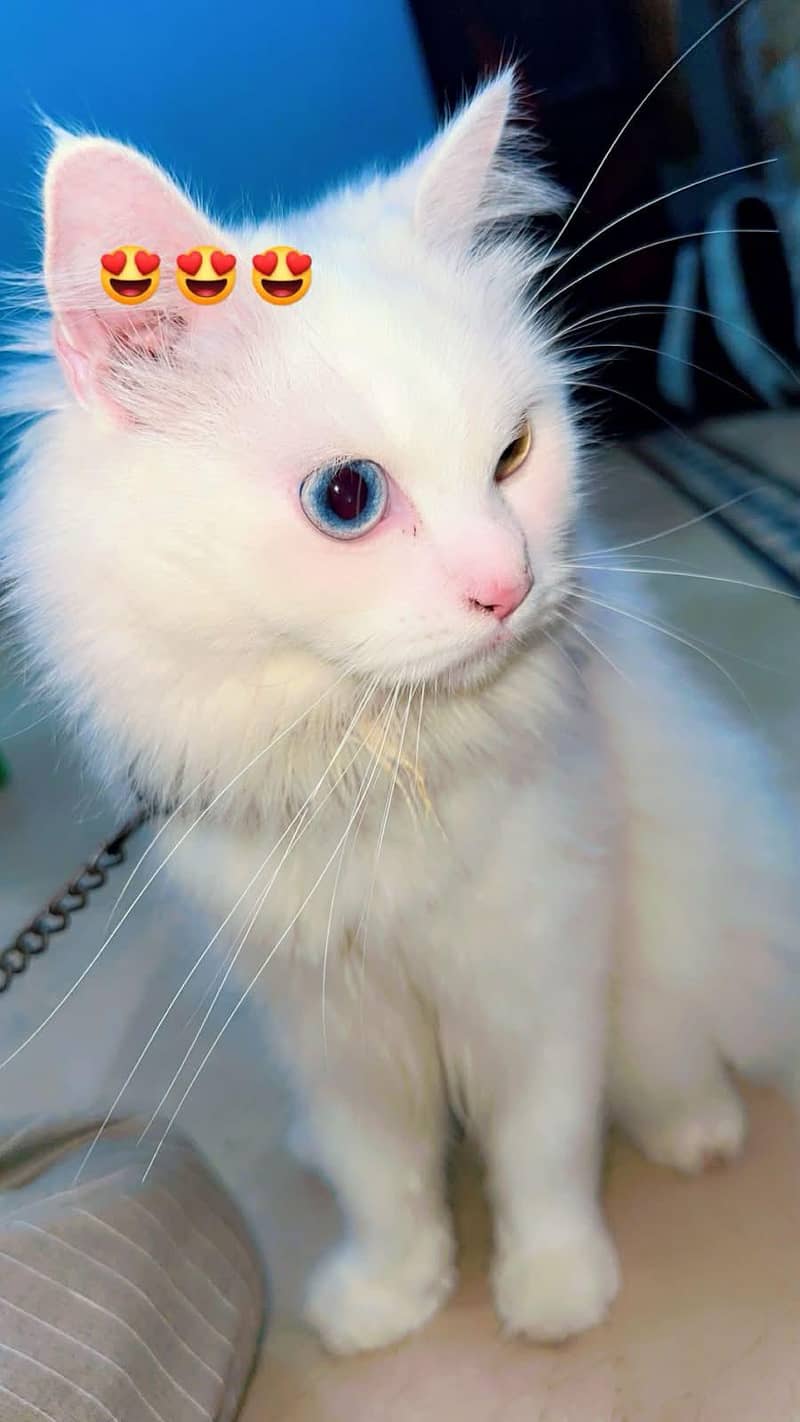 persian cat 2