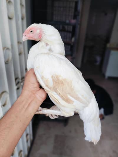 High quality Aseel miawali heera female paper white