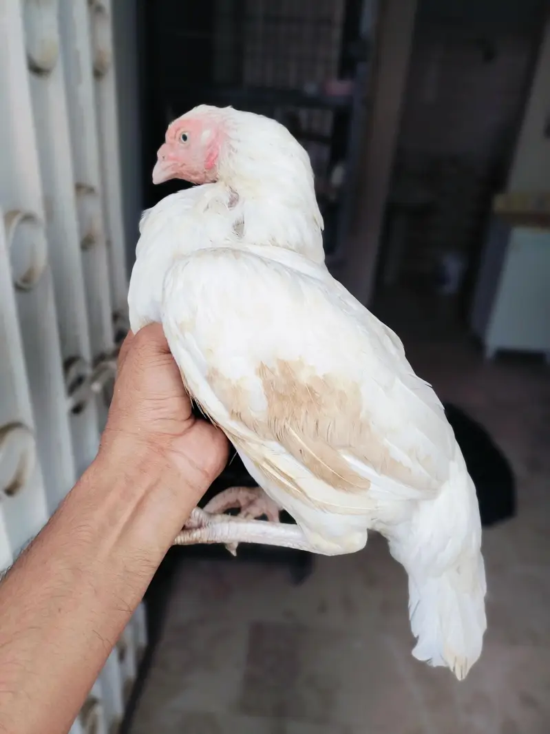 High quality Aseel miawali heera female paper white — photo 2