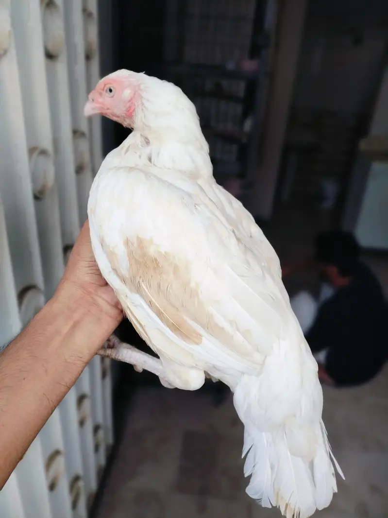 High quality Aseel miawali heera female paper white — photo 3