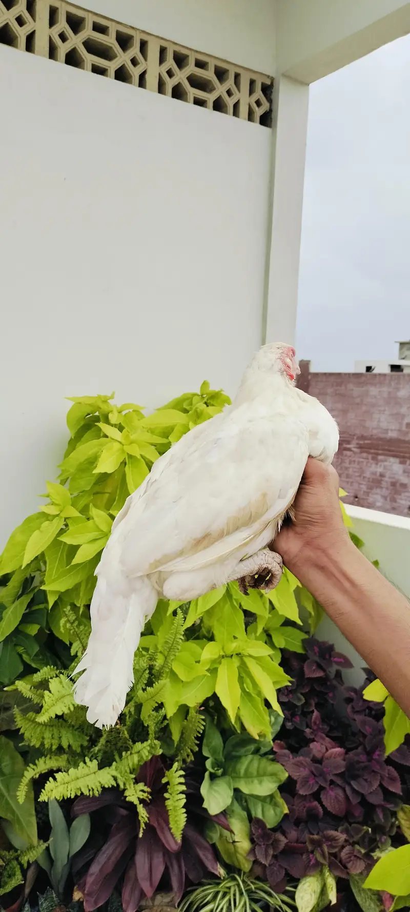 High quality Aseel miawali heera female paper white — photo 4