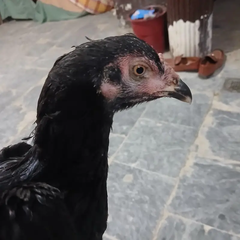 urgent sale lyny wala rabta kary — photo 2
