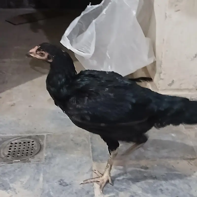 urgent sale lyny wala rabta kary — photo 3