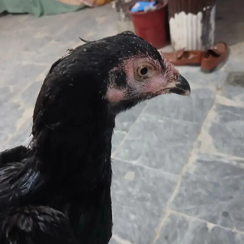 urgent sale lyny wala rabta kary — photo 4