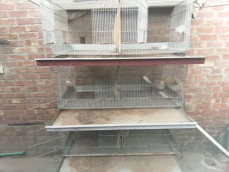 CAGE FOR HENS — photo 6