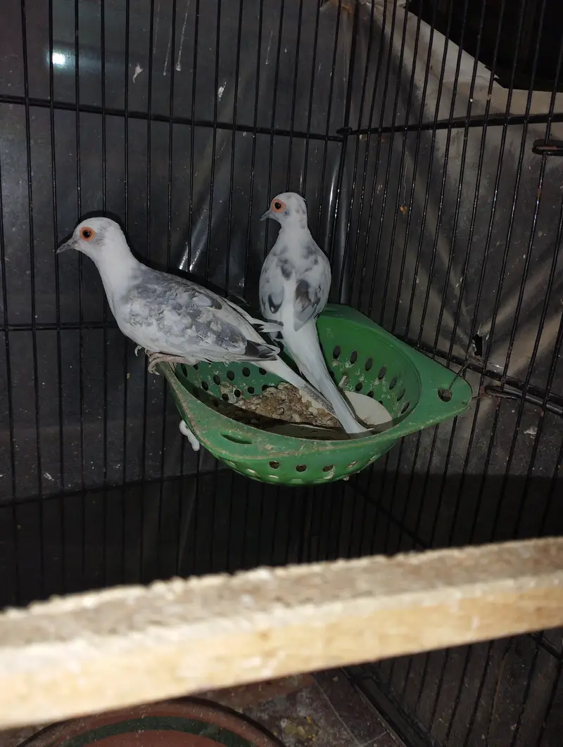 Blue pied doves for sale — photo 2
