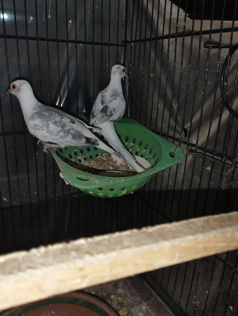 Blue pied doves for sale — photo 3