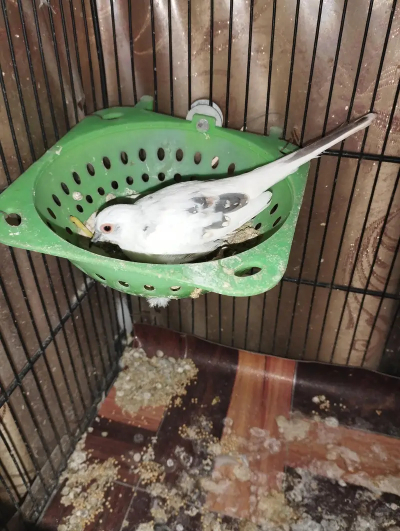 Blue pied doves for sale — photo 4