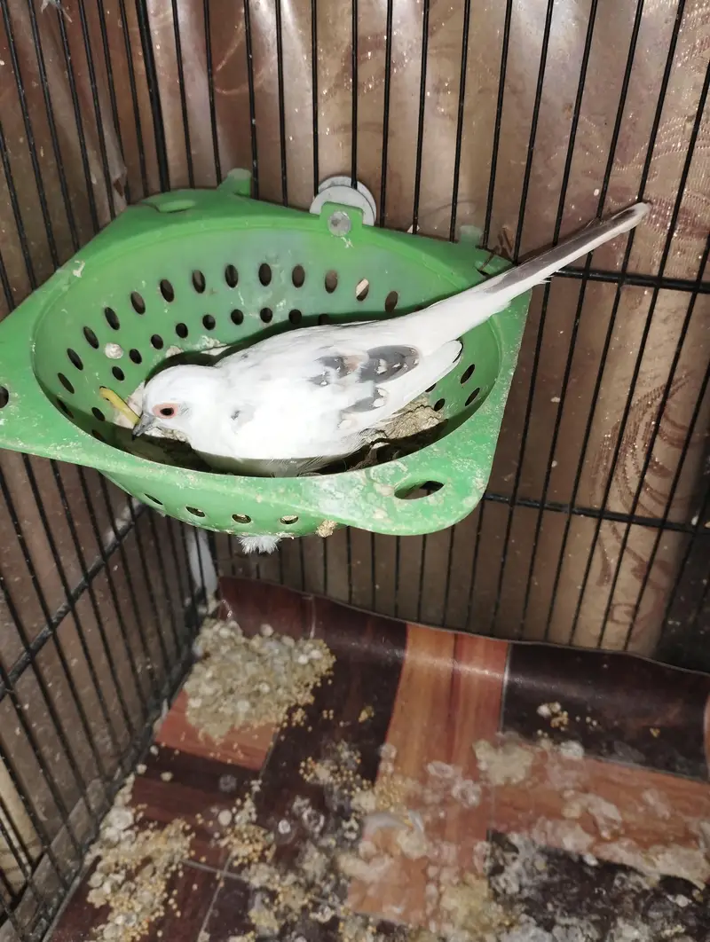 Blue pied doves for sale — photo 5