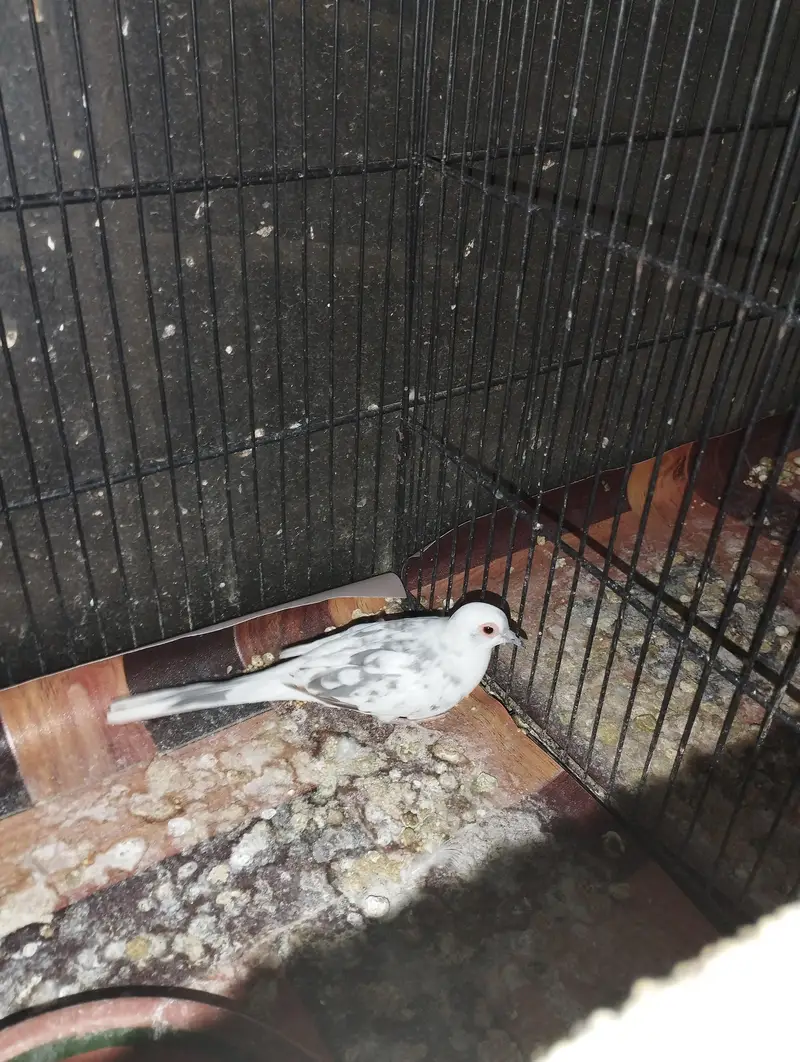 Blue pied doves for sale — photo 6