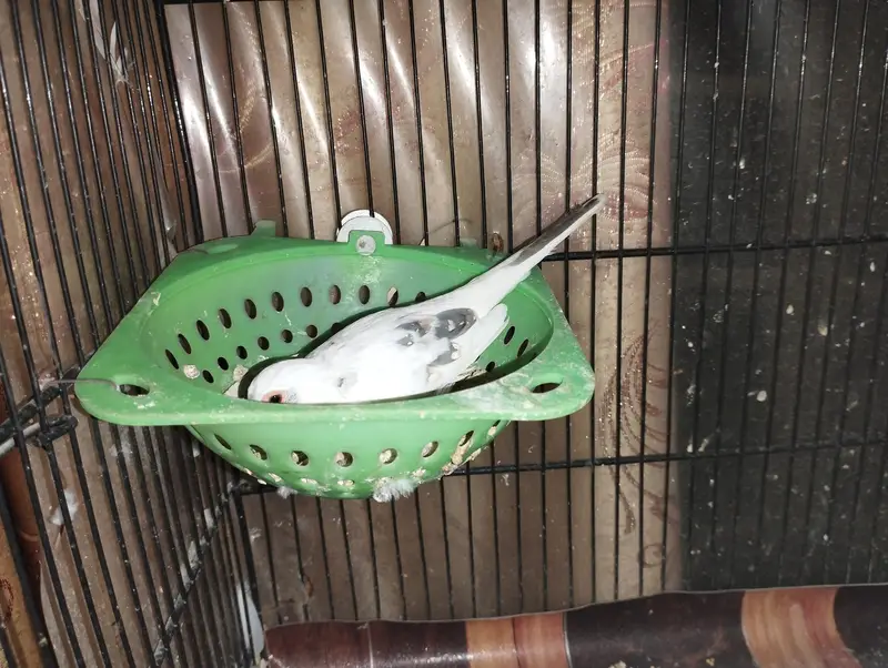 Blue pied doves for sale — photo 7