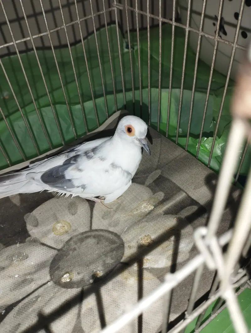Blue pied doves for sale — photo 8