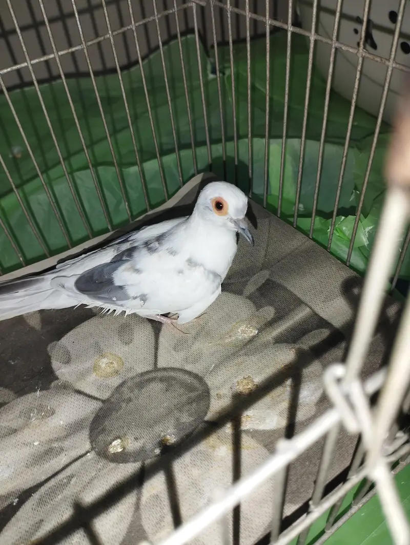 Blue pied doves for sale — photo 9