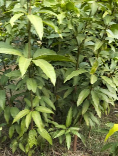 beautiful chosna mango tree