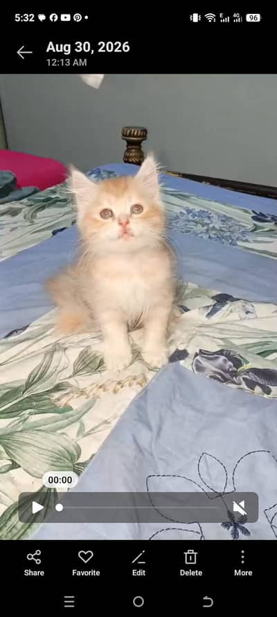 Persian kitten very healthy and play full
