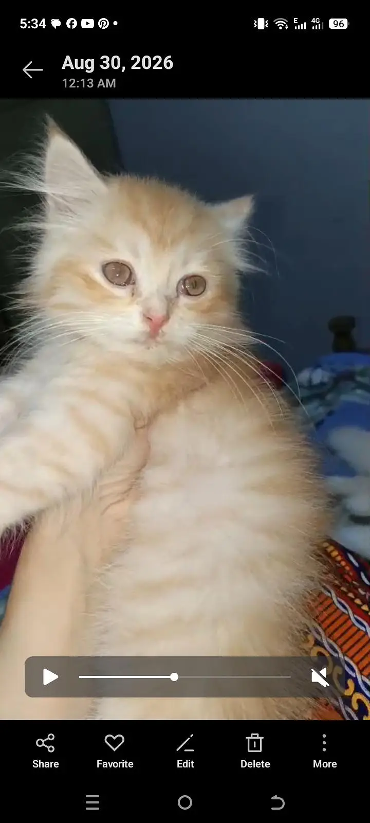 Persian kitten very healthy and play full — photo 2