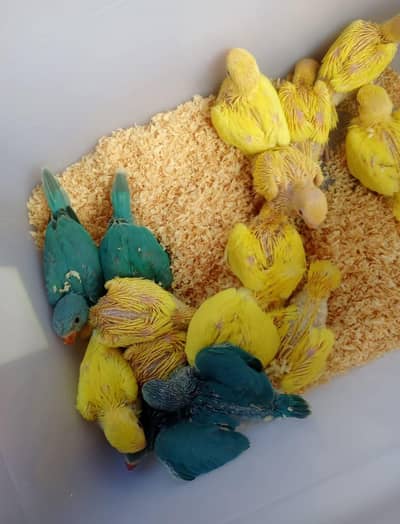 blue and yellow parrot chicks