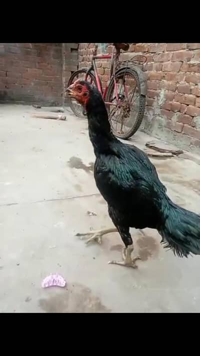 Seal 3 hens For sale