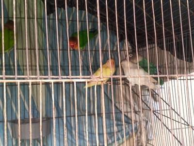 love bird breeder pair for sale